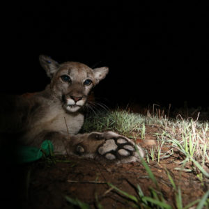 New Scientist | LA’s Endangered Pumas to be Saved by a $60m Bridge Over Highway
