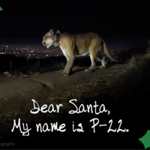 VIDEO | Dear Santa From P-22