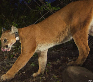 Another Mountain Lion Lost to the roads: RIP P-39