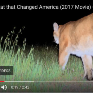 VIDEO | P-22 Makes His Movie Debut!