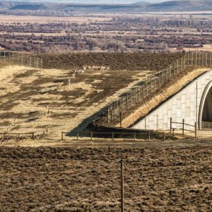 The Wall Street Journal | Wildlife Crossings Get a Whole New Look