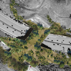The Guardian | Los Angeles to build world’s largest wildlife bridge across 10-lane freeway