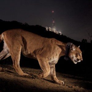 Men’s Journal | A Lion Among Men: How One Emboldened and Endangered Mountain Lion Took Los Angeles By Storm