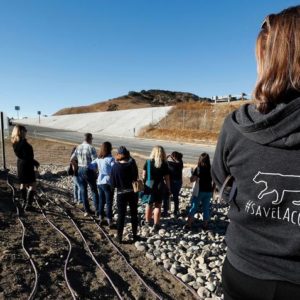 LA Times | To build a bridge for mountain lions, wildlife activists need $60 million