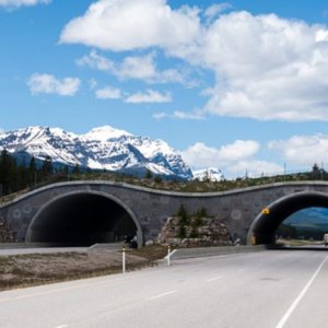 Construction Review | California to construct World’s largest highway overpass for wildlife