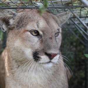 Outside | Why the Death of Mountain Lion P-56 Matters