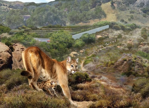 Fast Company | This massive wildlife crossing will help protect wildlife from L.A. drivers on the 101