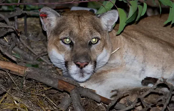 The Guardian | The Brad Pitt of mountain lions: how P22 became Los Angeles’ wildest celebrity