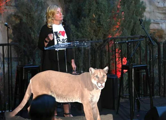 What the Death of P-22 Means for Los Angeles, And How His Life Can Teach Us To Better Care For Our Big Cats