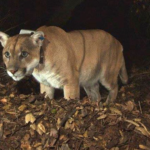 Reuters | Famed California mountain lion celebrated at Los Angeles event