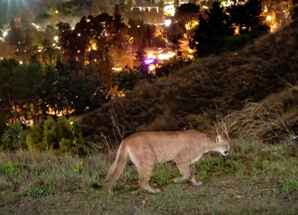 One woman’s bold plan to keep Calif.’s cougars from being killed