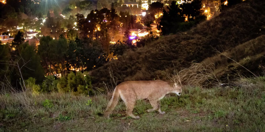One woman’s bold plan to keep Calif.’s cougars from being killed